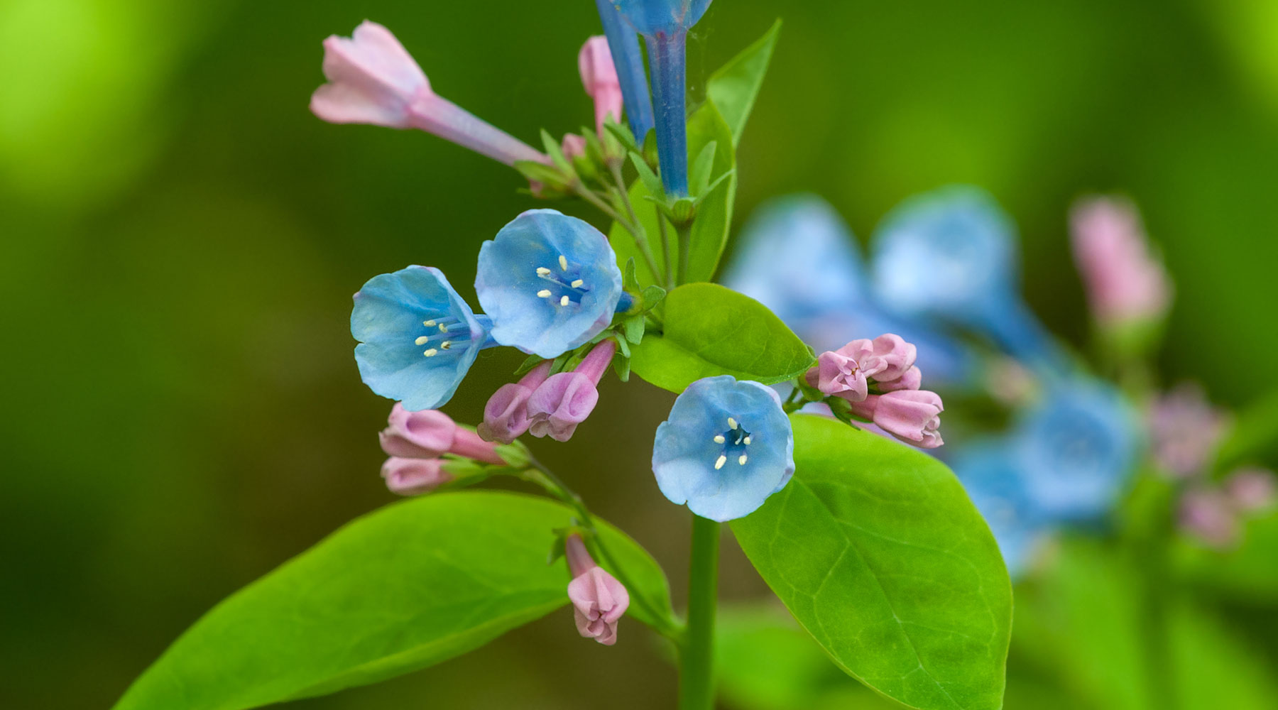 Seasonal Flower Guide for Virginia