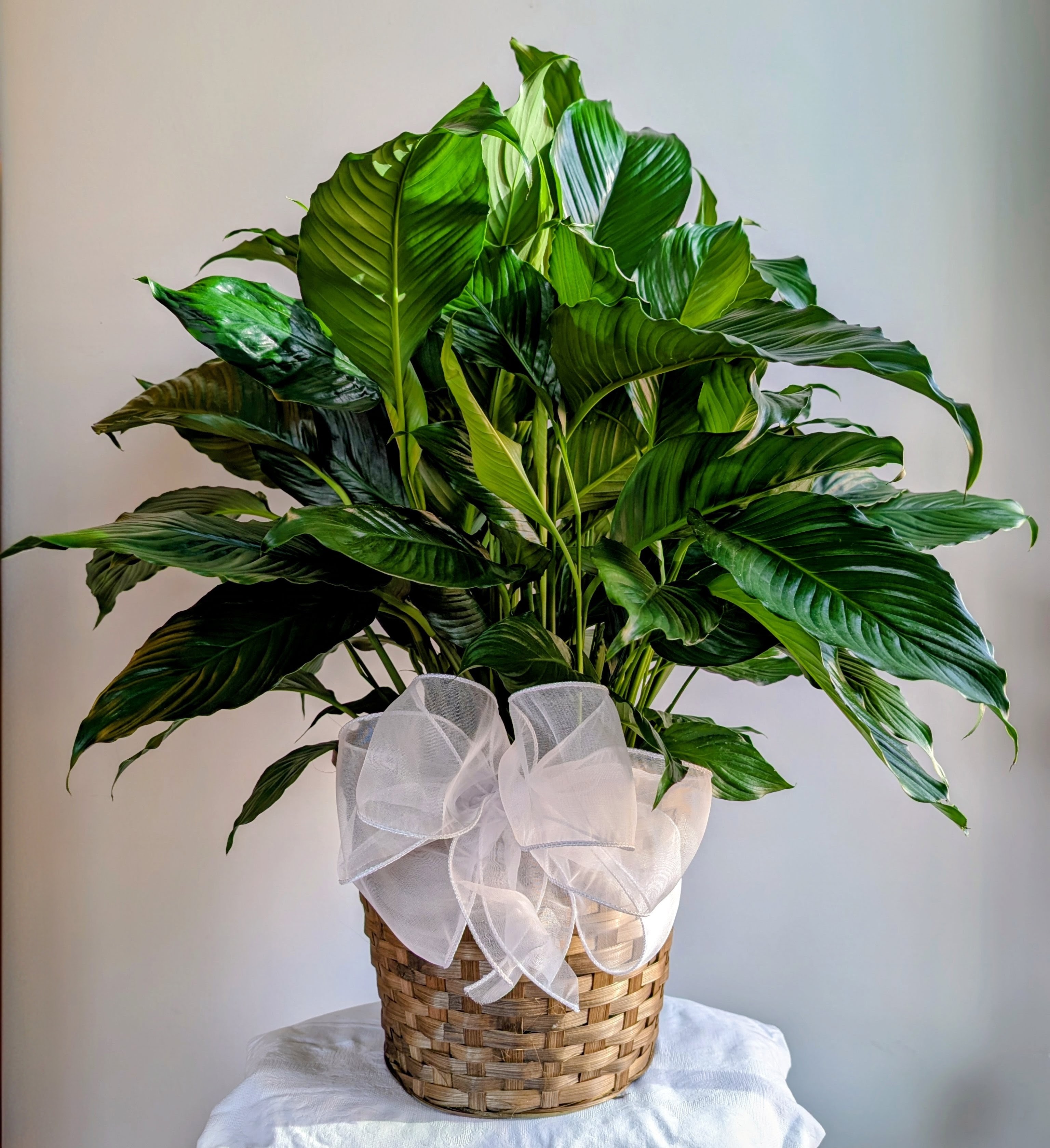 Peace Lily